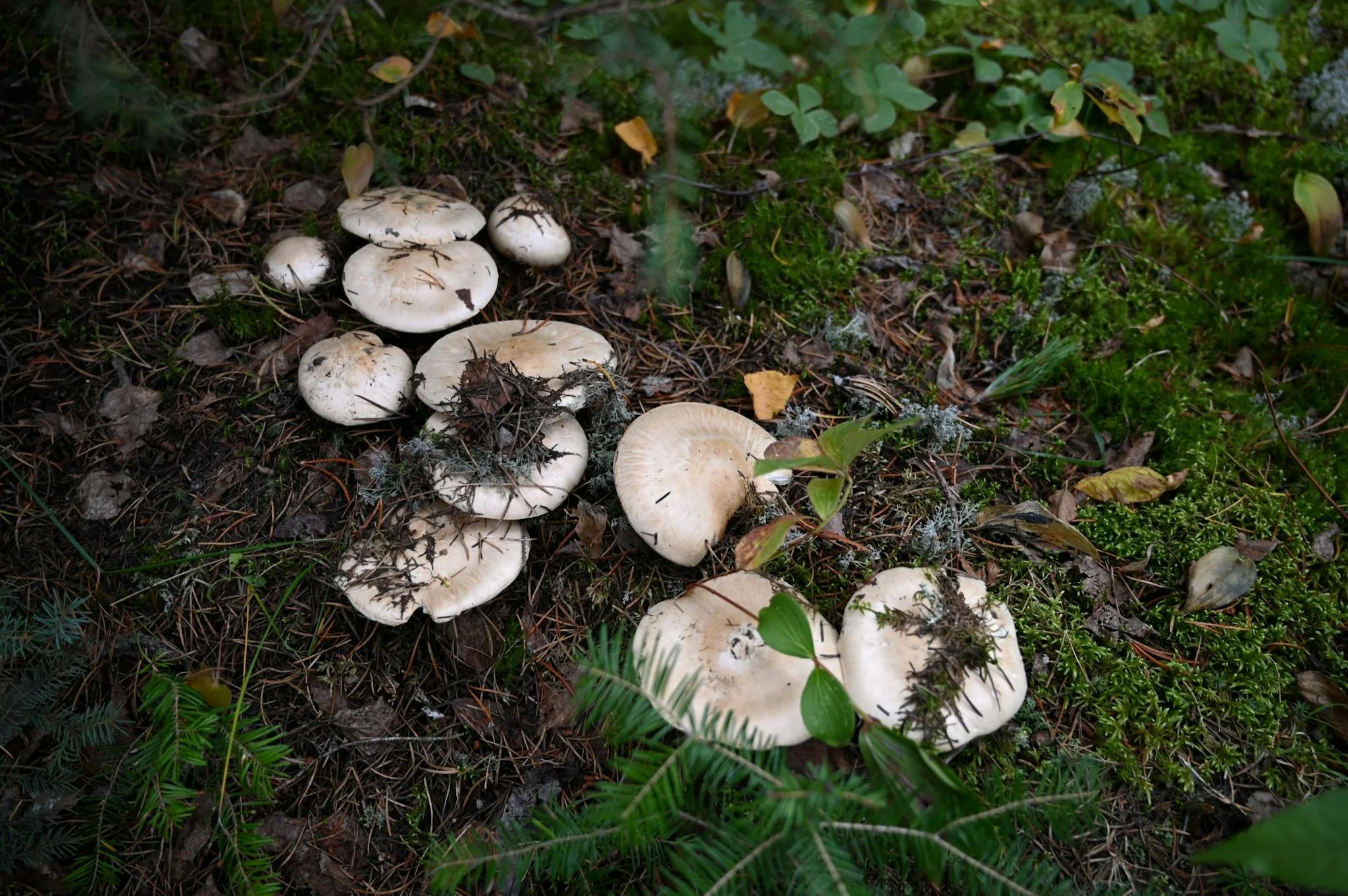 Where to Find Matsutake Mushrooms: Tips for Foraging and Shopping