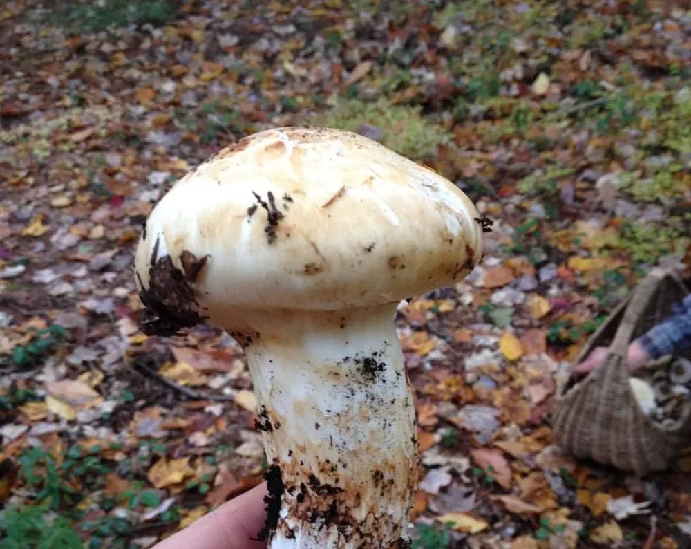How to Identify Matsutake Mushrooms: A Guide to This Highly Prized Fungus