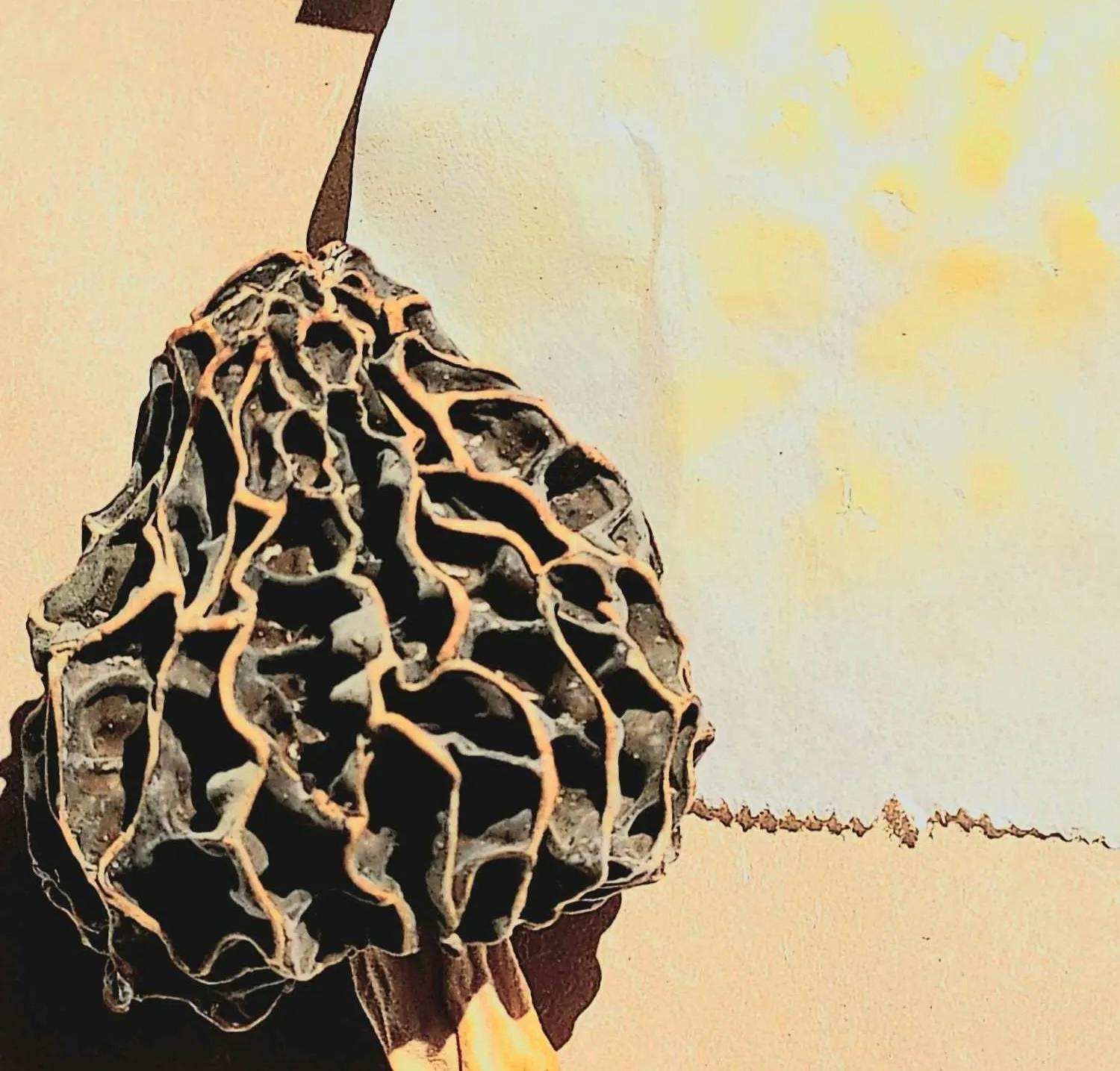 The Savvy Guide: How to Dry Morel Mushrooms Like a Pro