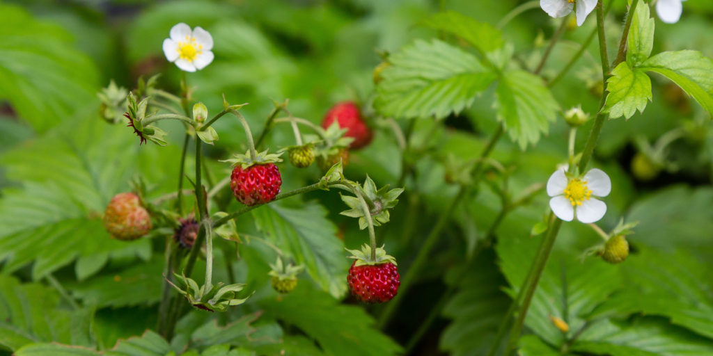 Summer's Wild Berries: A Flavorful Expedition Under the Sun