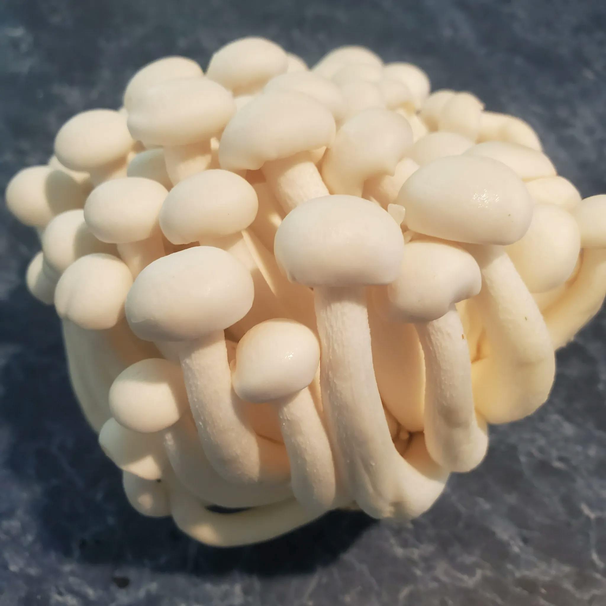 beech mushroom bunch 2