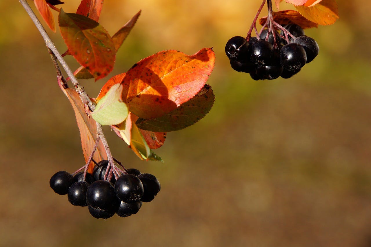 Aronia Berry Benefits: Unleashing the Power of this Superfood