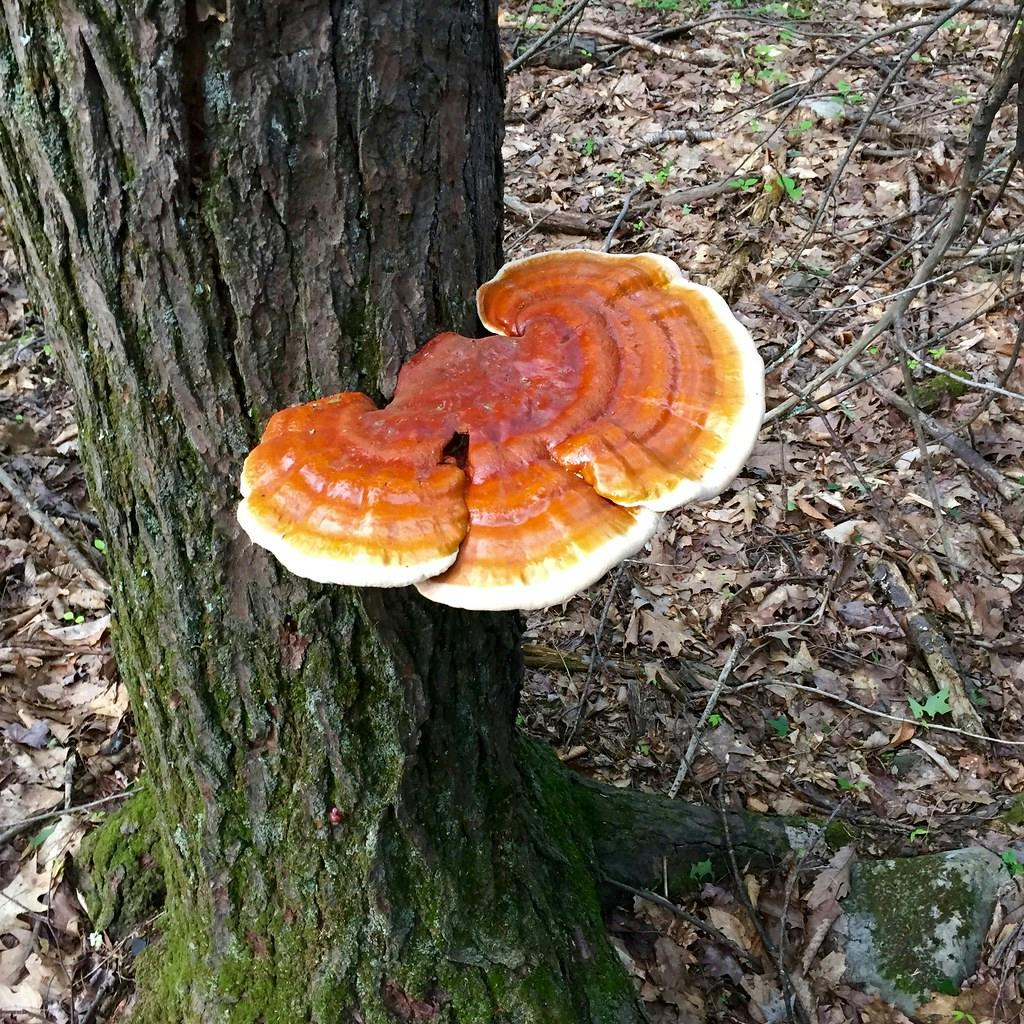 Types of Reishi Mushrooms: A Guide to This Medicinal Mushroom