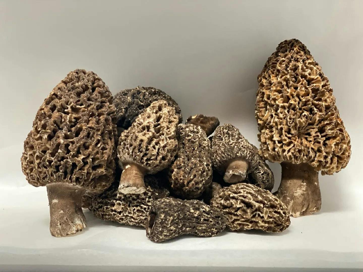 Dried Mushrooms 101