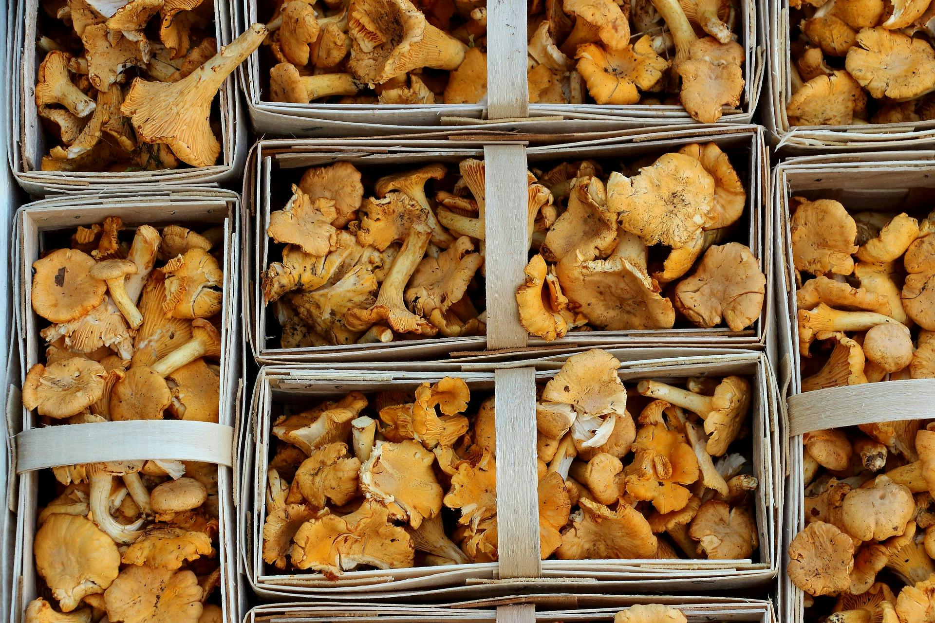  Unlocking the Health Secrets: Wild Golden Chanterelle Mushrooms Benefits