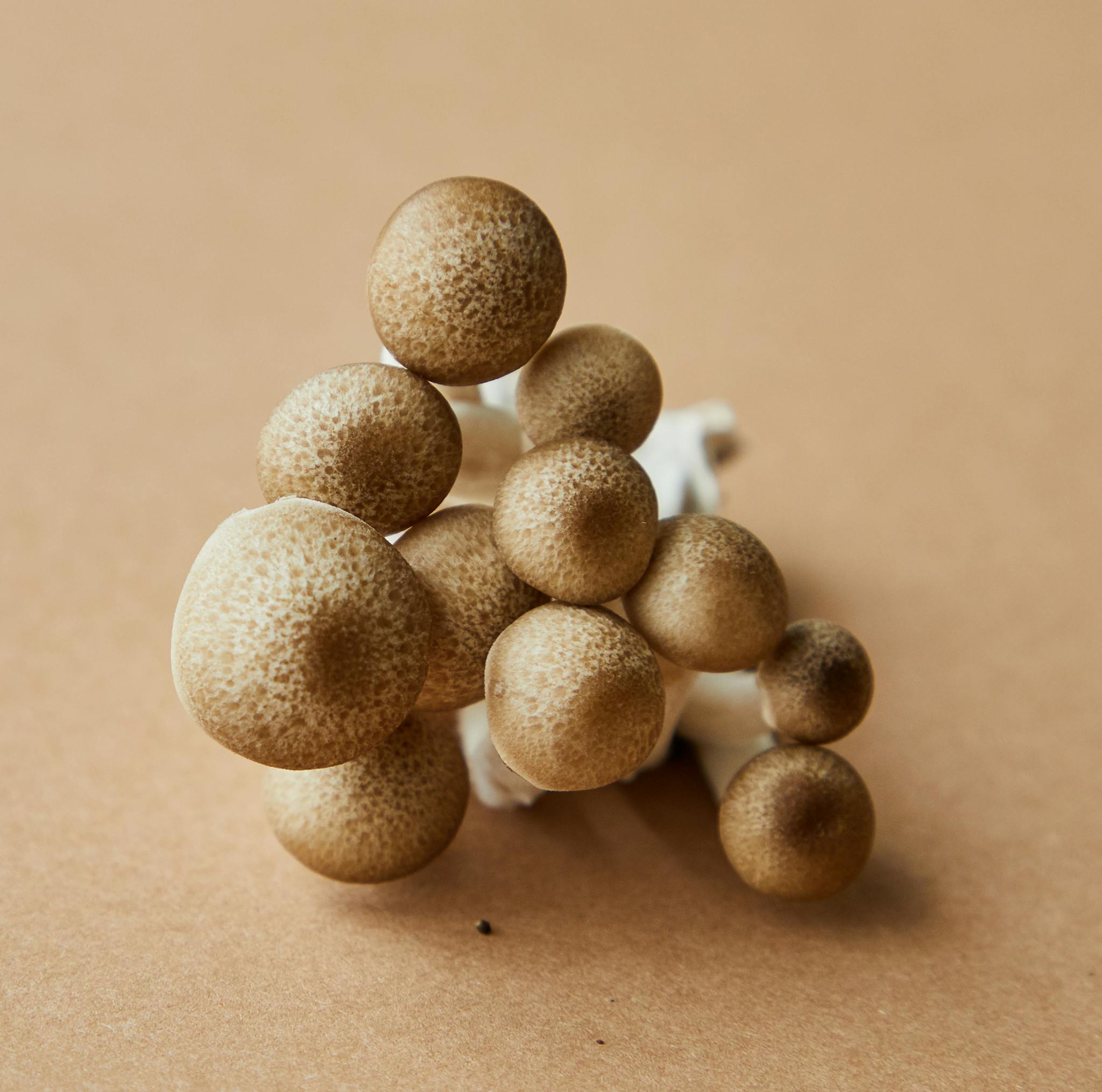 From Seed to Plate: A Guide on How to Grow Beech Mushrooms