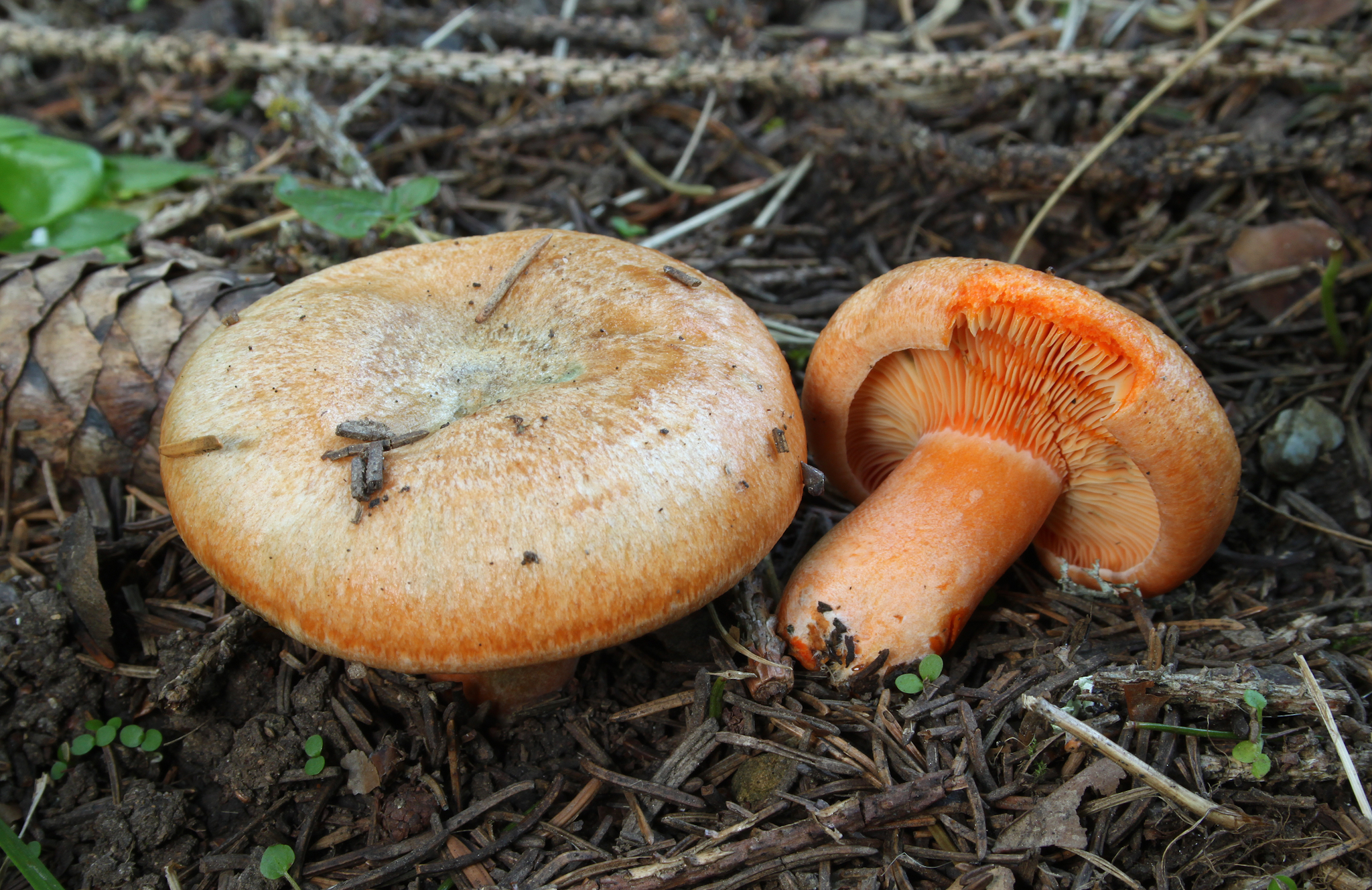 How to Identify The Milk Cap Wild Mushrooms: A Comprehensive Guide to Recognition