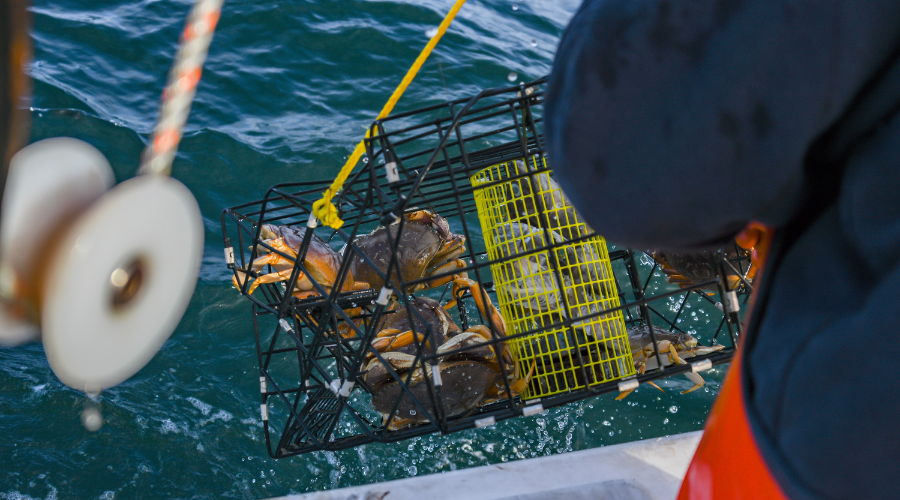 finshing for dungeness crab