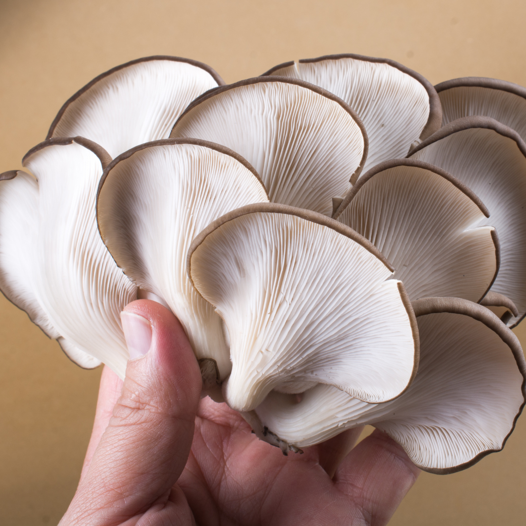 cleaned oyster mushrooms