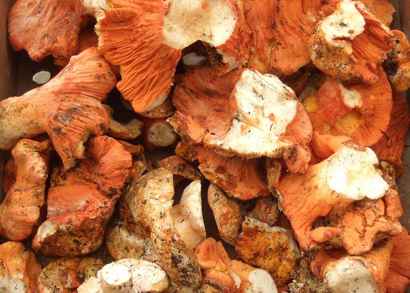 Unraveling the Mystery: What Are Lobster Mushrooms and Why Are They So Unique?
