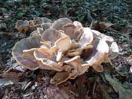 Mushroom Melee: Berkeley's Polypore vs Chicken of the Woods