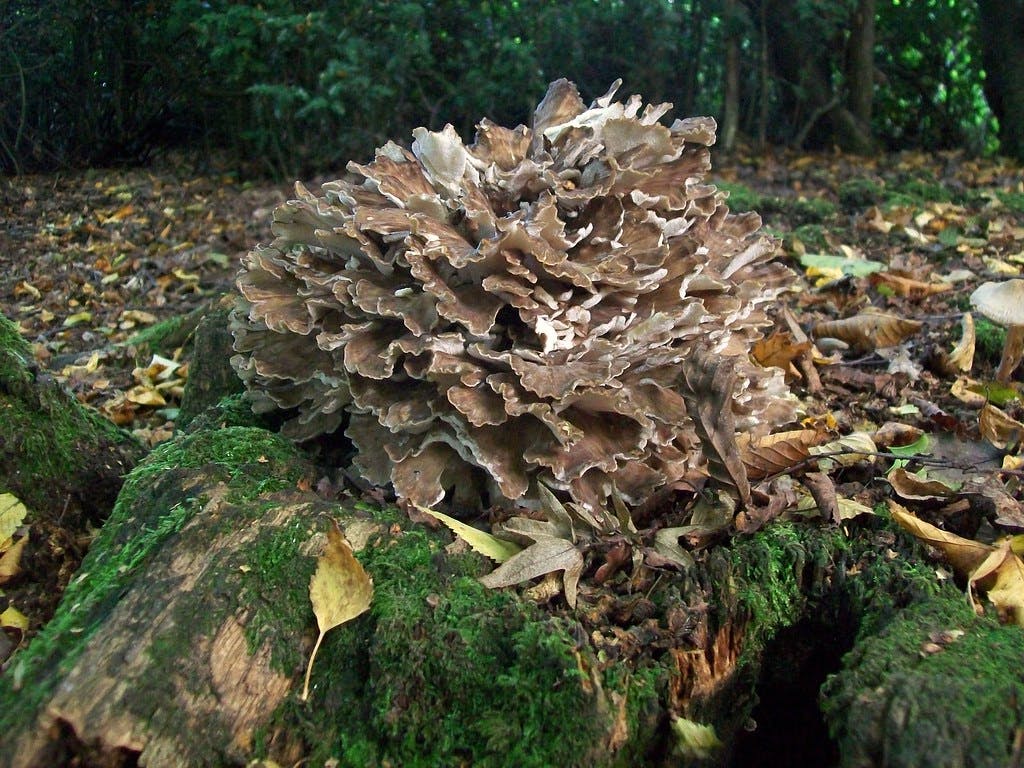 Grifola frondosa / hen of the woods