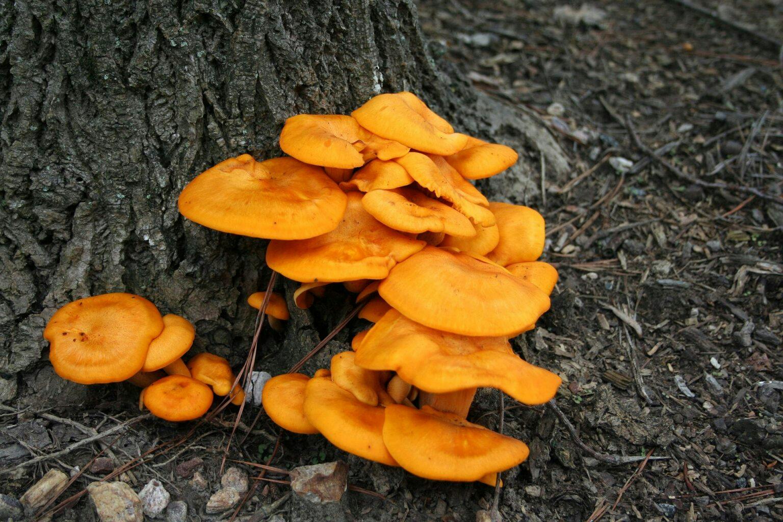 Jack O'Lantern Mushrooms (Omphalotus olearius) growing near an Oak tree.
