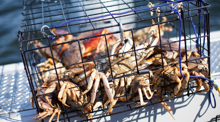 sustainable source dungeness crab online