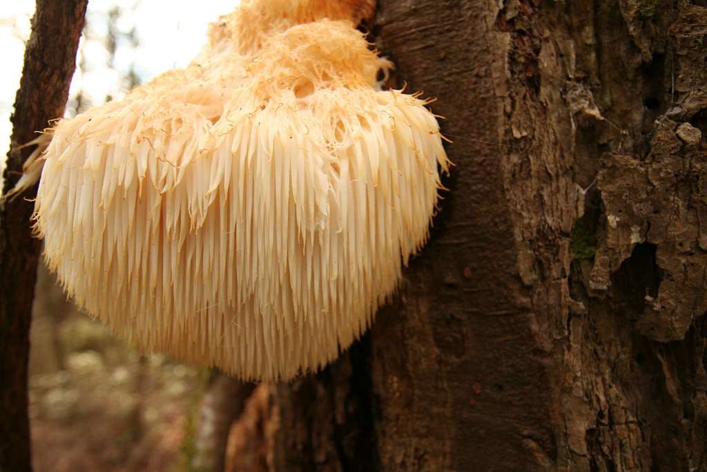 What Are Lion's Mane Mushrooms Used For? Guide to Uses and Benefits
