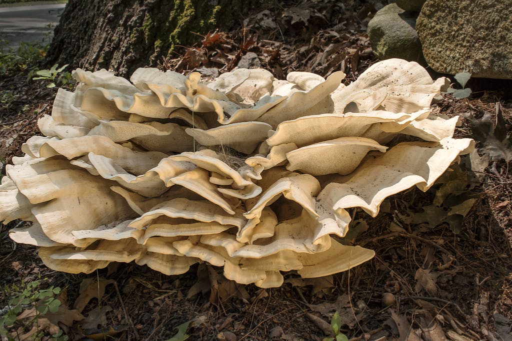 What is Hen of the Woods? An Introduction 