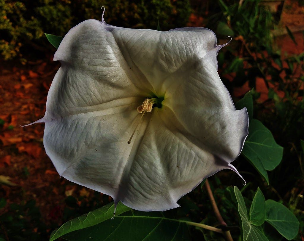 An Essential Guide to Moonflower Plants