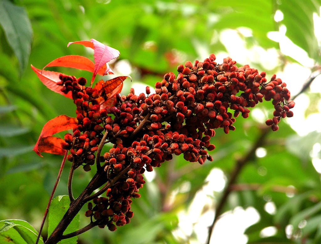 Separating Fact from Fiction: Are Sumac Berries Poisonous?
