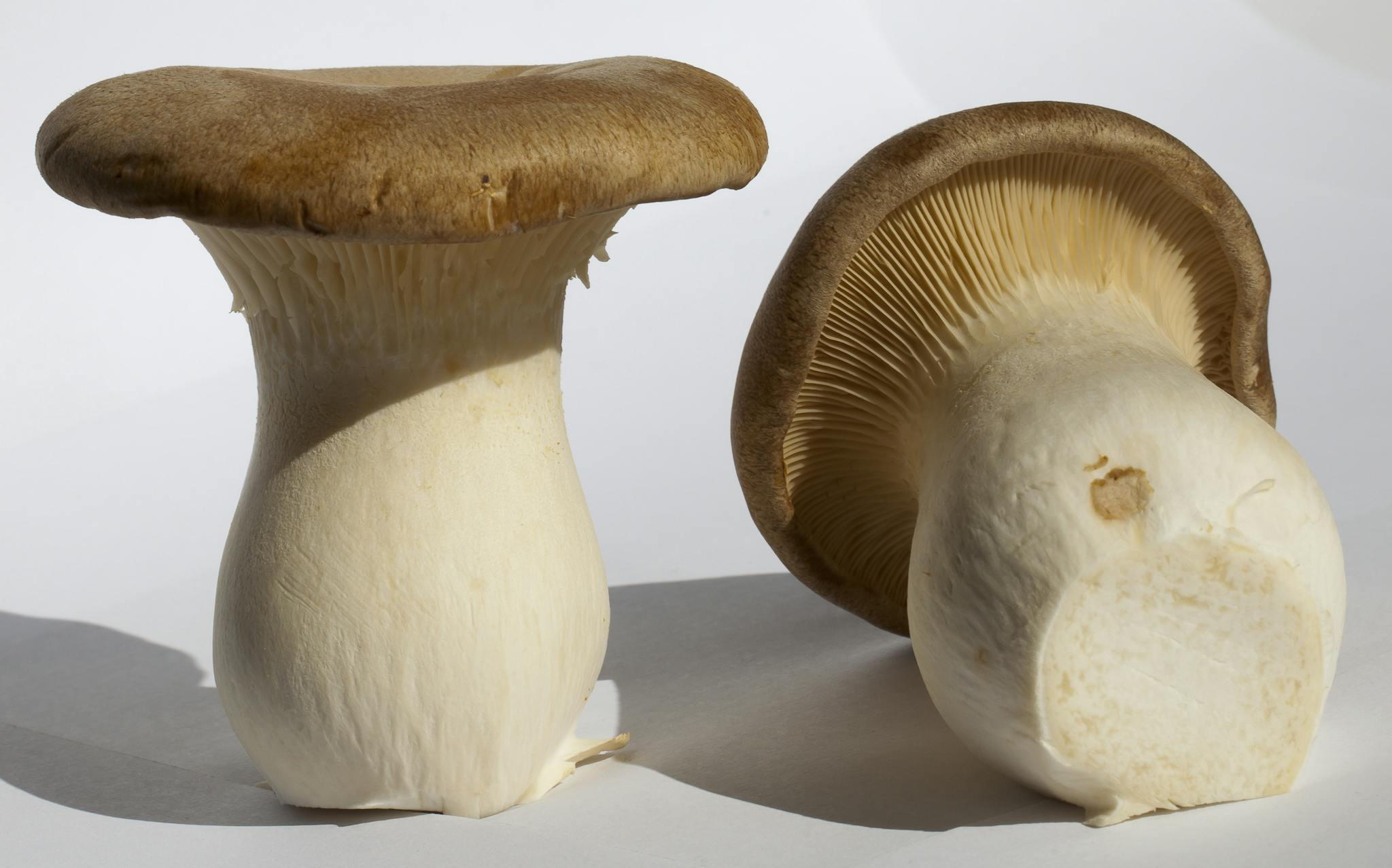What Is A King Trumpet Mushroom? An Introduction To The Meaty Fungi Species