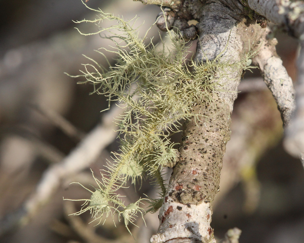What Is Usnea Tincture Used For? Exploring its Healing Properties and Applications