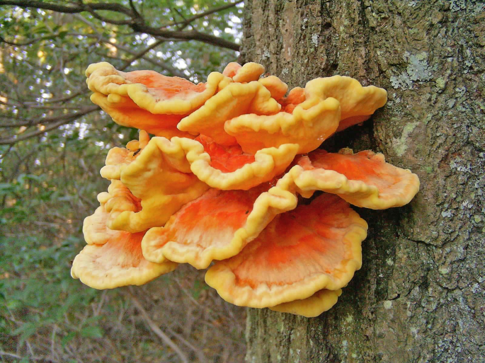 Unveiling the Mystery: What Are Chicken of the Woods Mushrooms