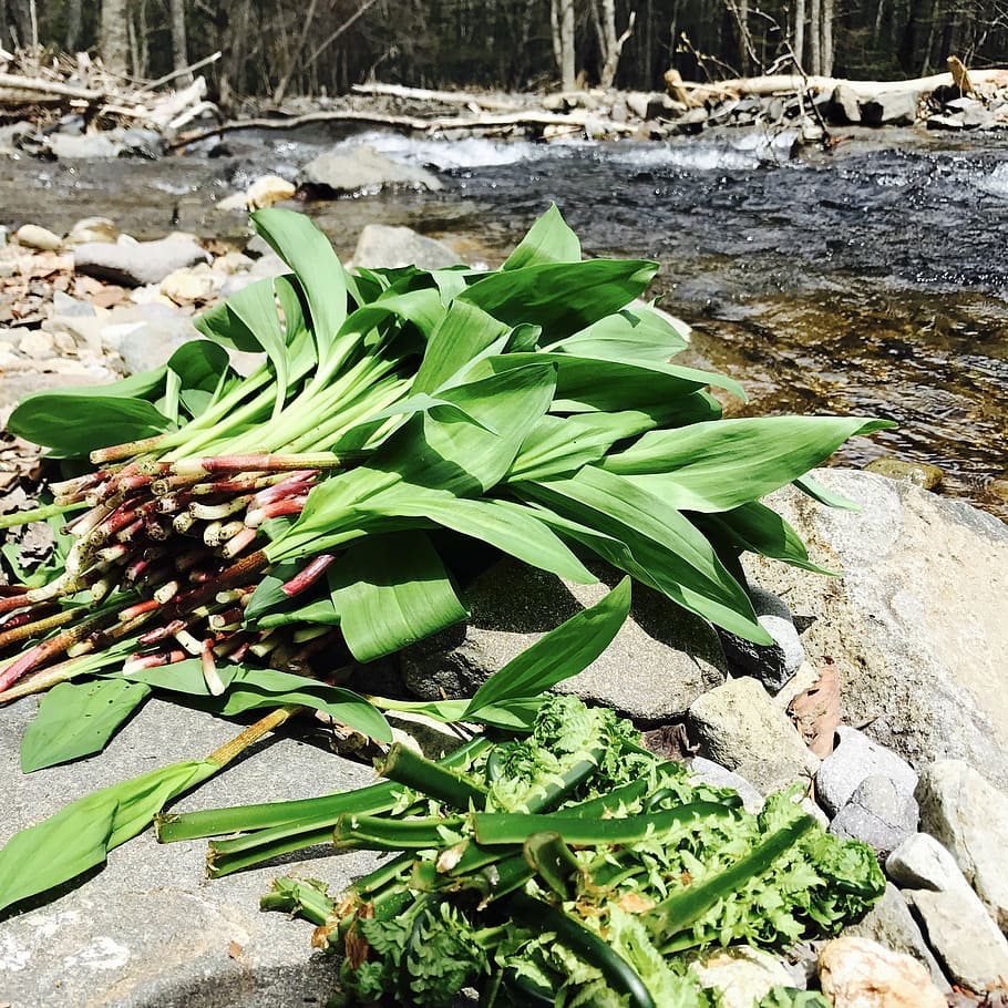 From Greens to Plates: Mastering the Art of Foraging Wild Greens like a Pro