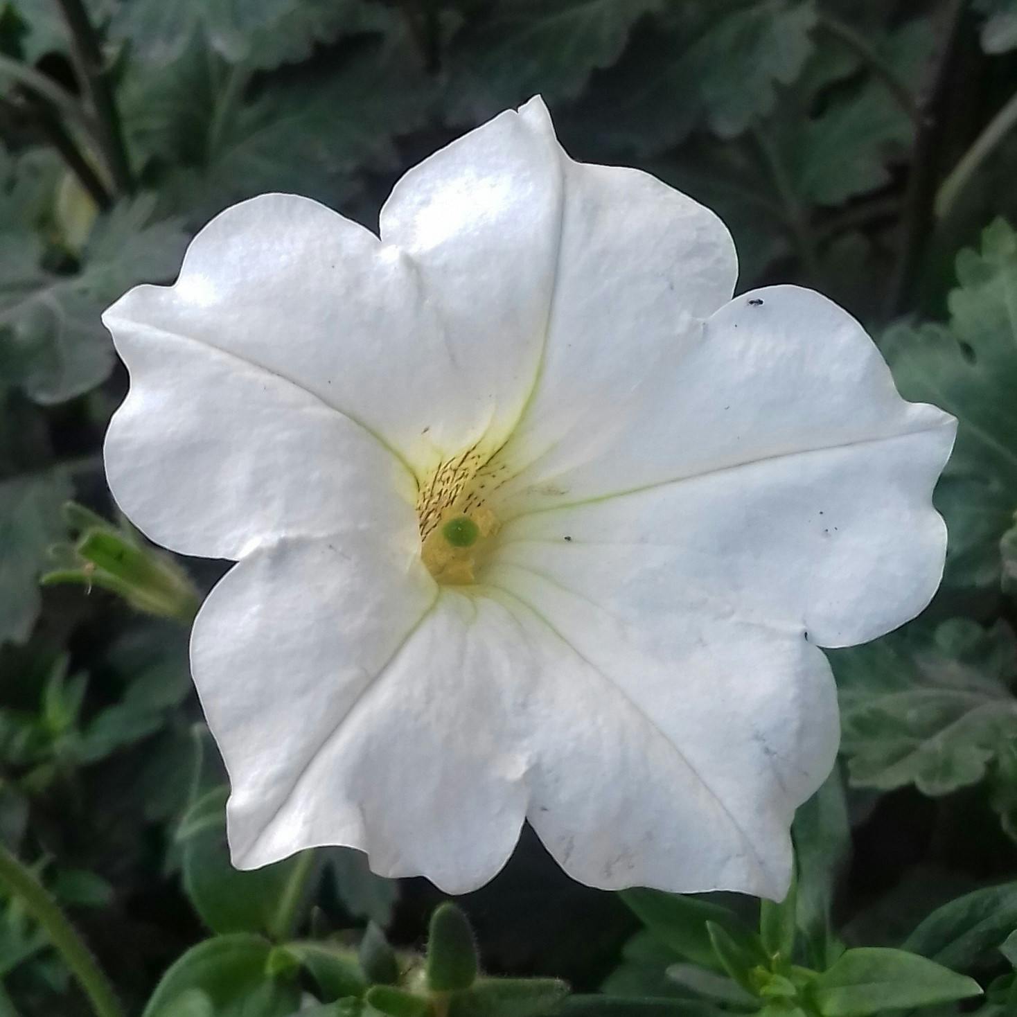 How to Plant Moonflower Seeds: Unveiling the Secrets of Successful Growth