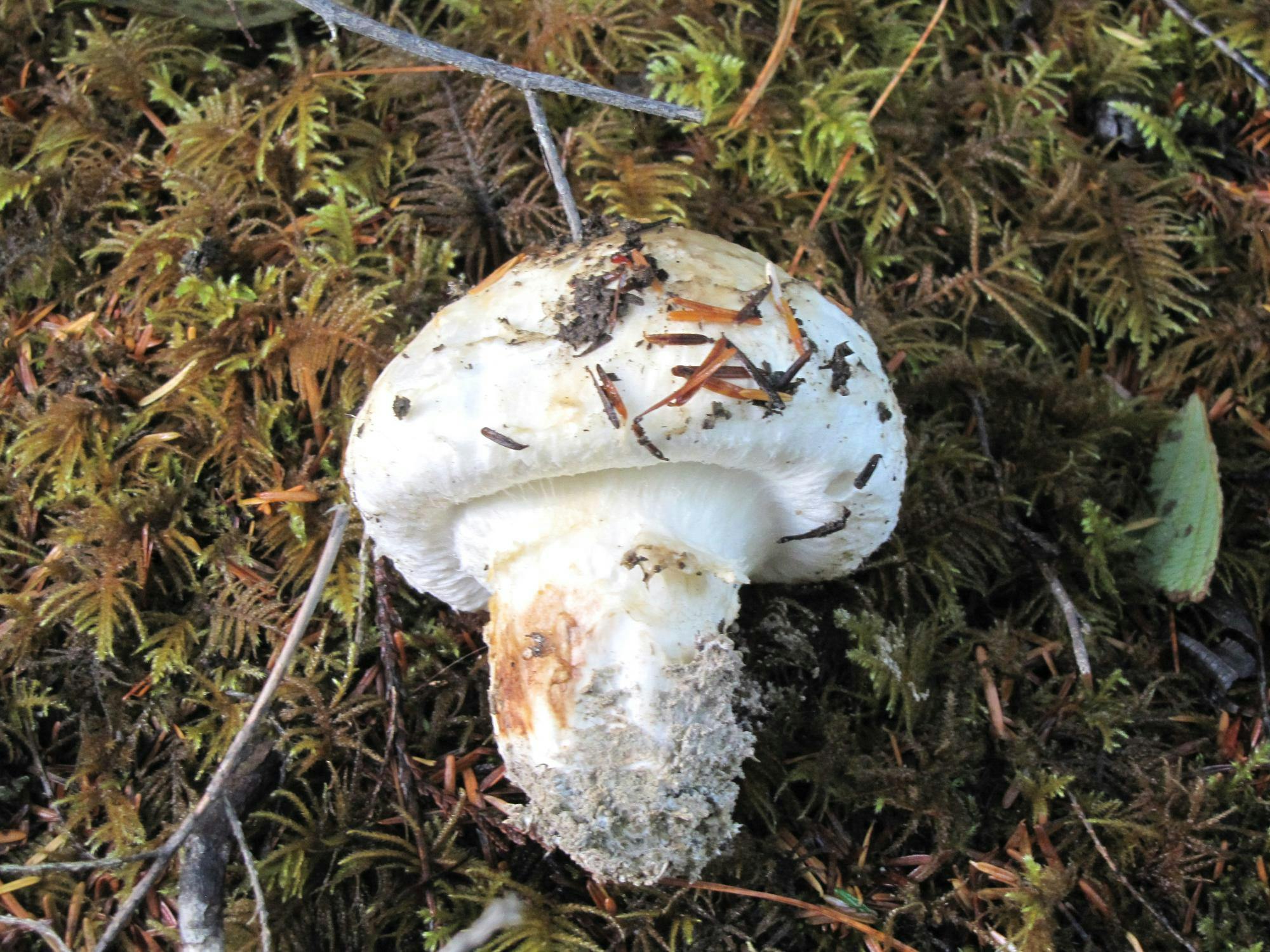 Discovering the Delicacy: What is Matsutake Mushroom and Why is it So Special?