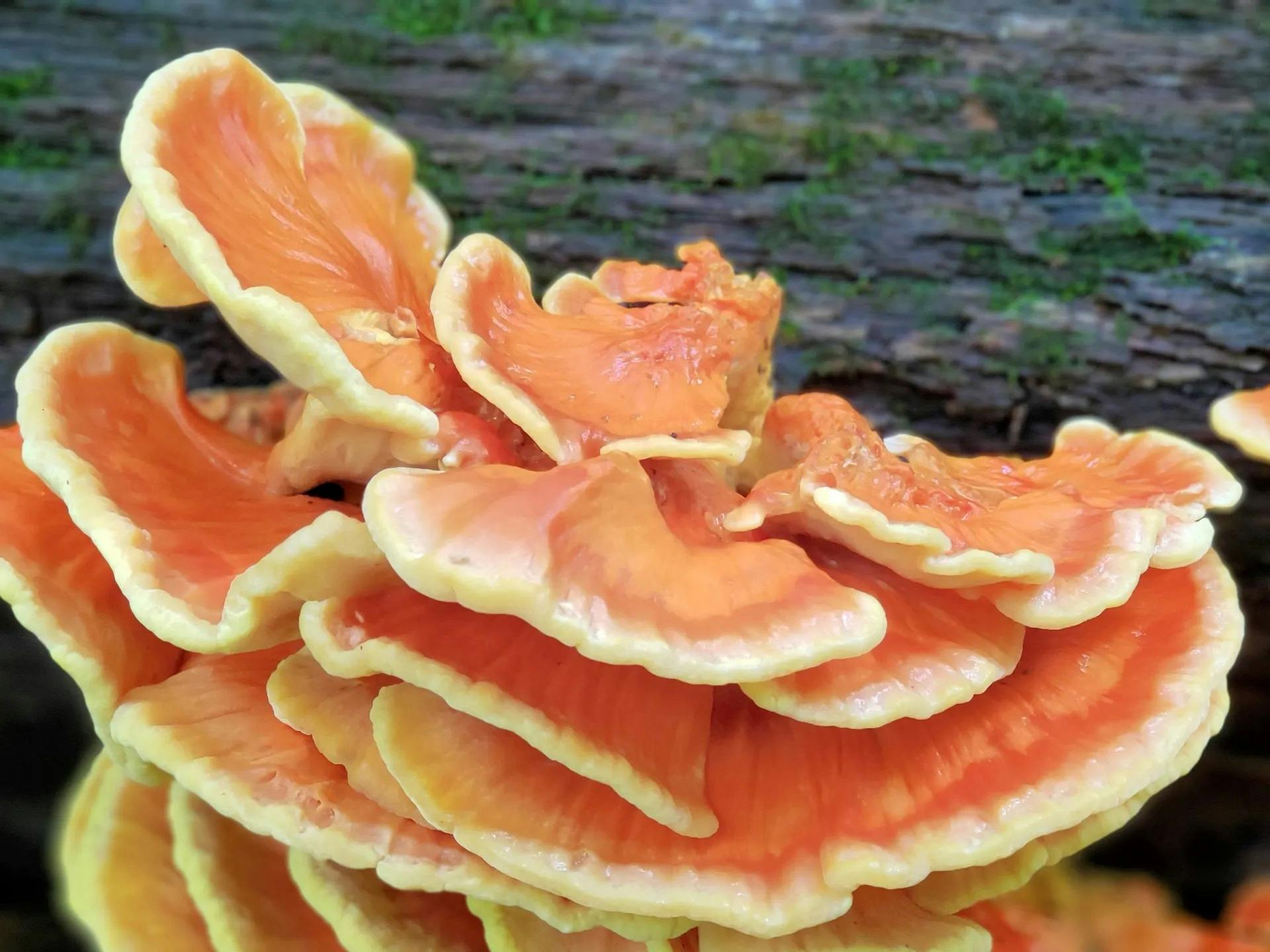 Types of Chicken of the Woods Mushrooms: A Guide