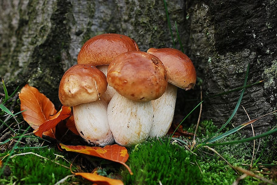A Taste of Earthiness: What Do Porcini Mushrooms Taste Like?