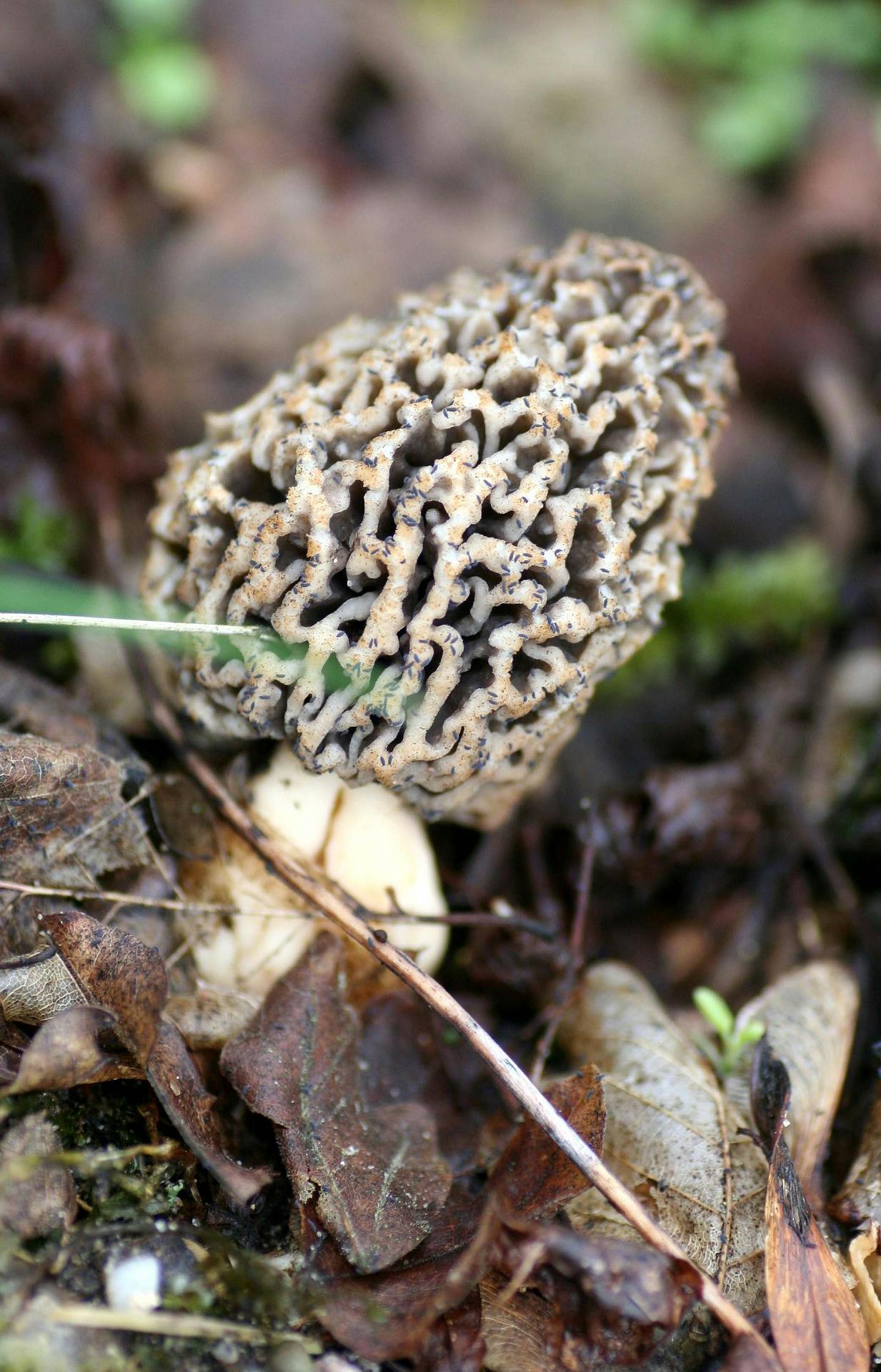 What Are Morel Mushrooms Used For? A Culinary Journey with Foraged
