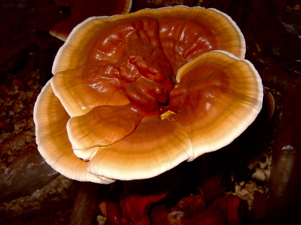 How to Prepare Reishi Mushrooms: Step-by-Step Guide