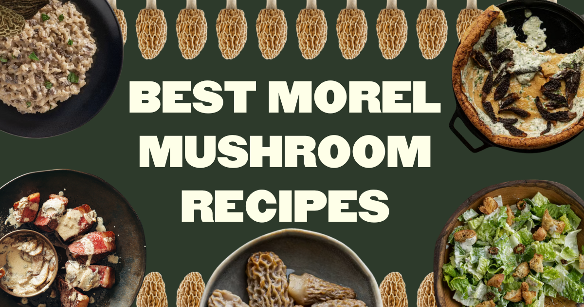 Our 5 Best Morel Mushroom Recipes