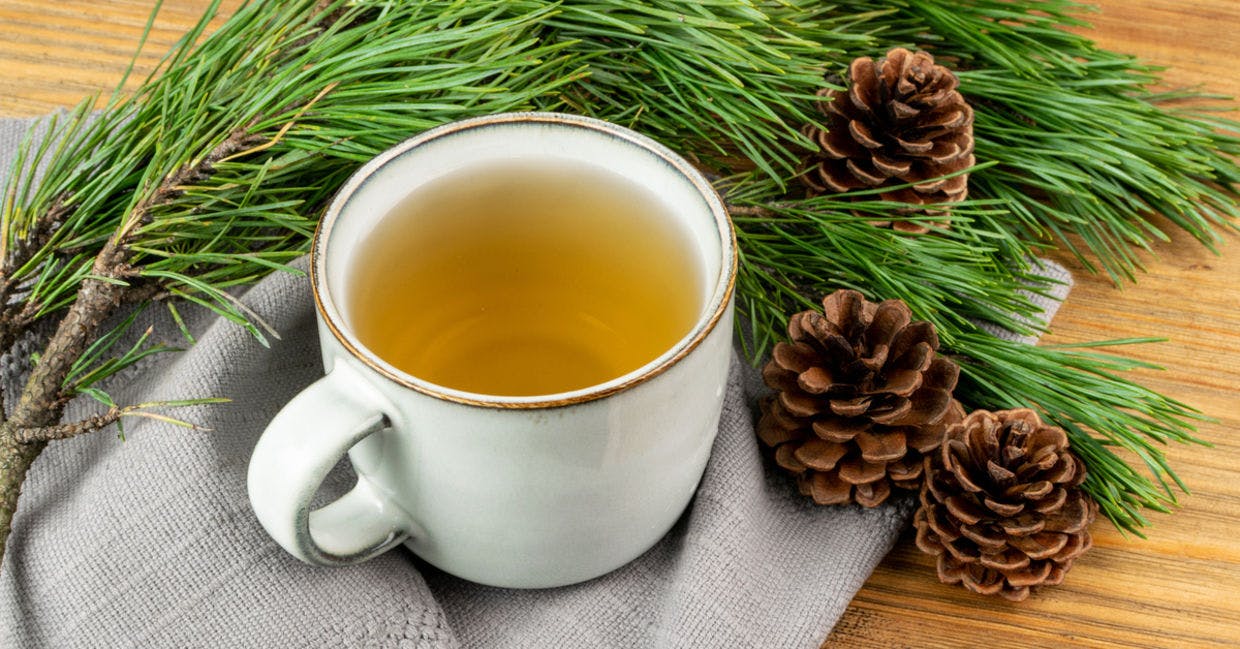 Brewing Nature's Secrets: What is Pine Needle Tea Good For?