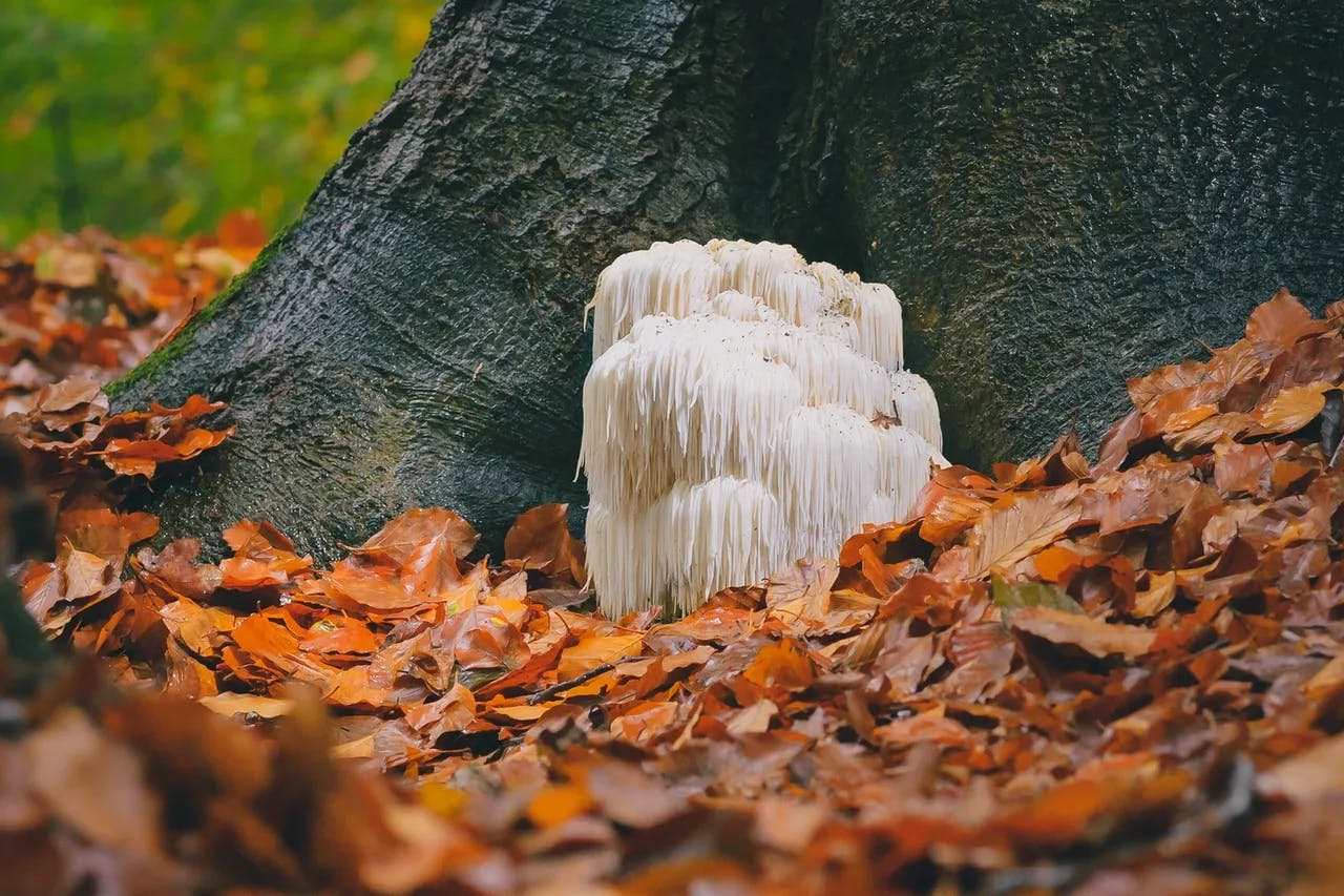 Types of Lion's Mane Mushrooms: Guide to A Fascinating Fungi