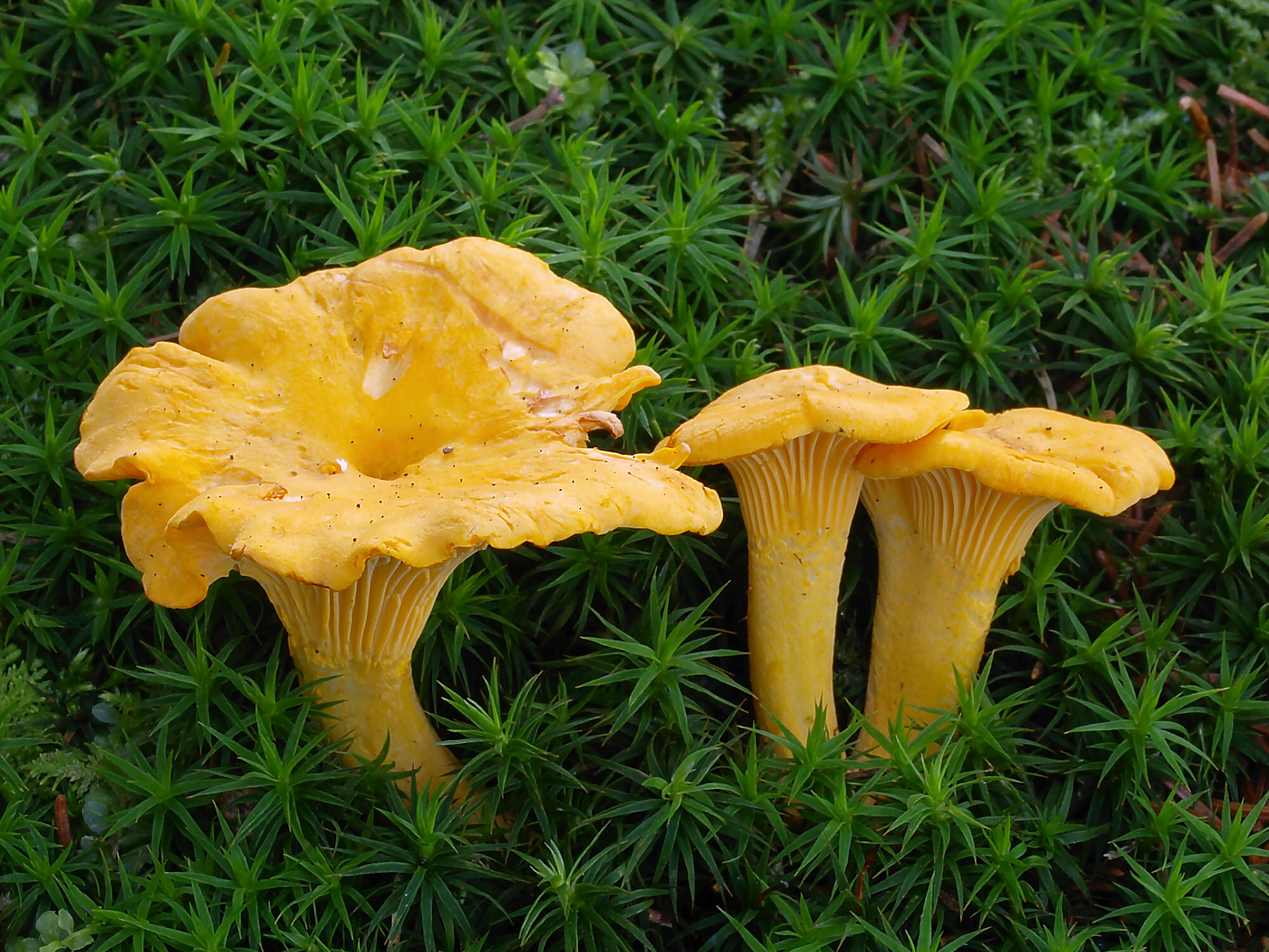  Mastering the Art: How to Cook Golden Chanterelles Like a Pro