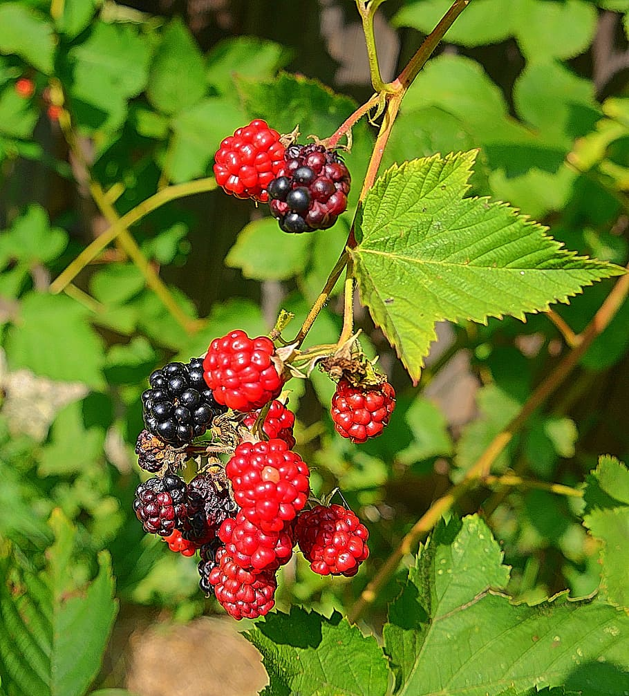 Unveiling Nature's Pantry: A Guide to Summer Foraging