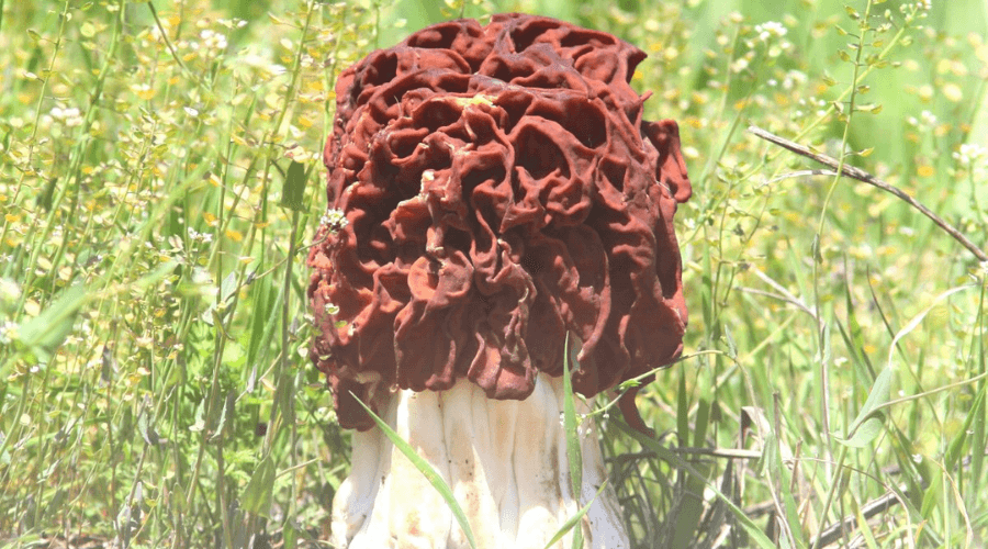 Questionable Morels Morel Mushroom Identification Guide | Morel Identification Tips | Avoid ...