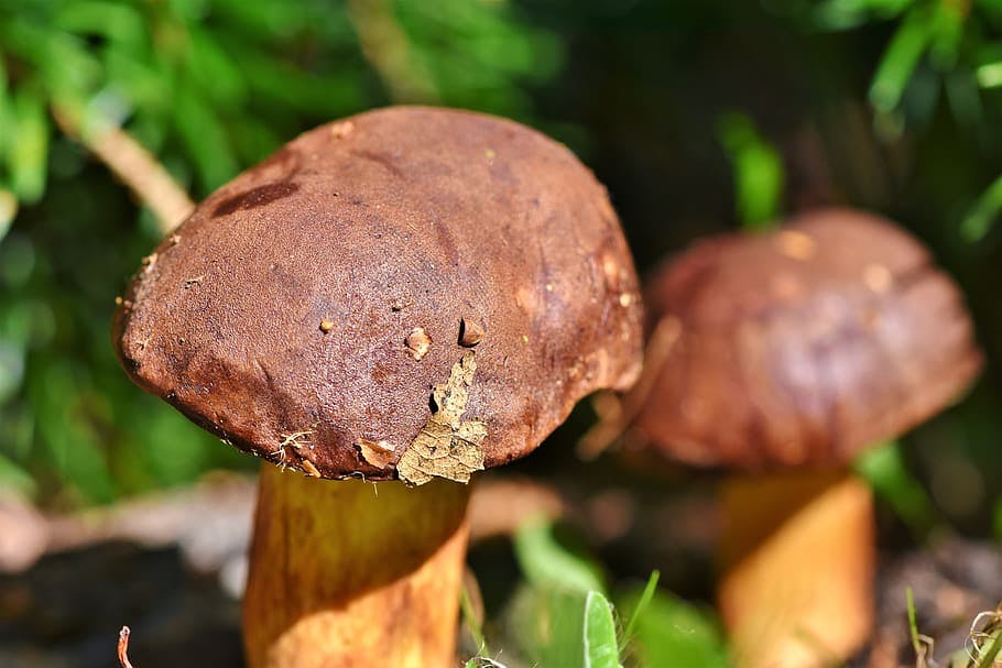 What Are Wine Cap Mushrooms Used for: Exploring the Many Uses