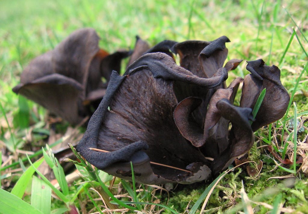 Where To Find Black Trumpet Mushrooms: Tips For Foraging And Shopping