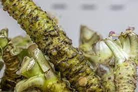 On the Wasabi Hunt: Where to Buy Wasabi Root