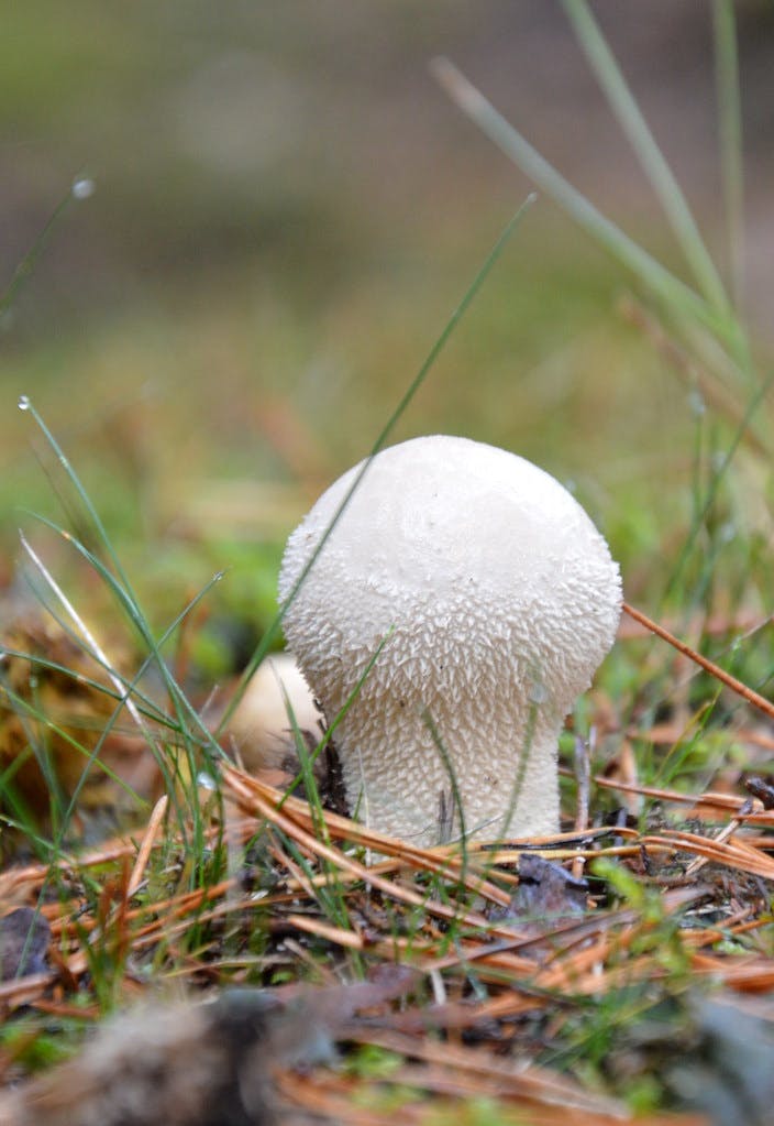 Exploring Mushrooms: What Are Puffball Mushrooms