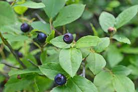 Where Do Huckleberries Grow? Unveiling Their Secret Hideouts 
