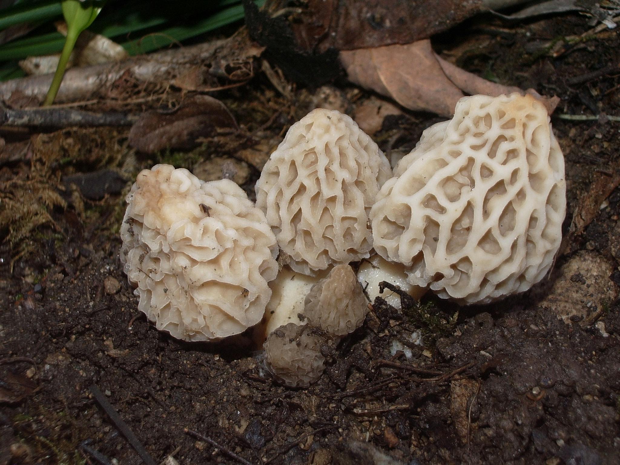 What Do Morel Mushrooms Taste Like? A Flavorful Exploration