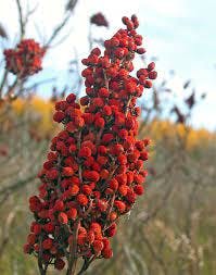 When to Harvest Sumac Berries: A Guide to Optimal Timing