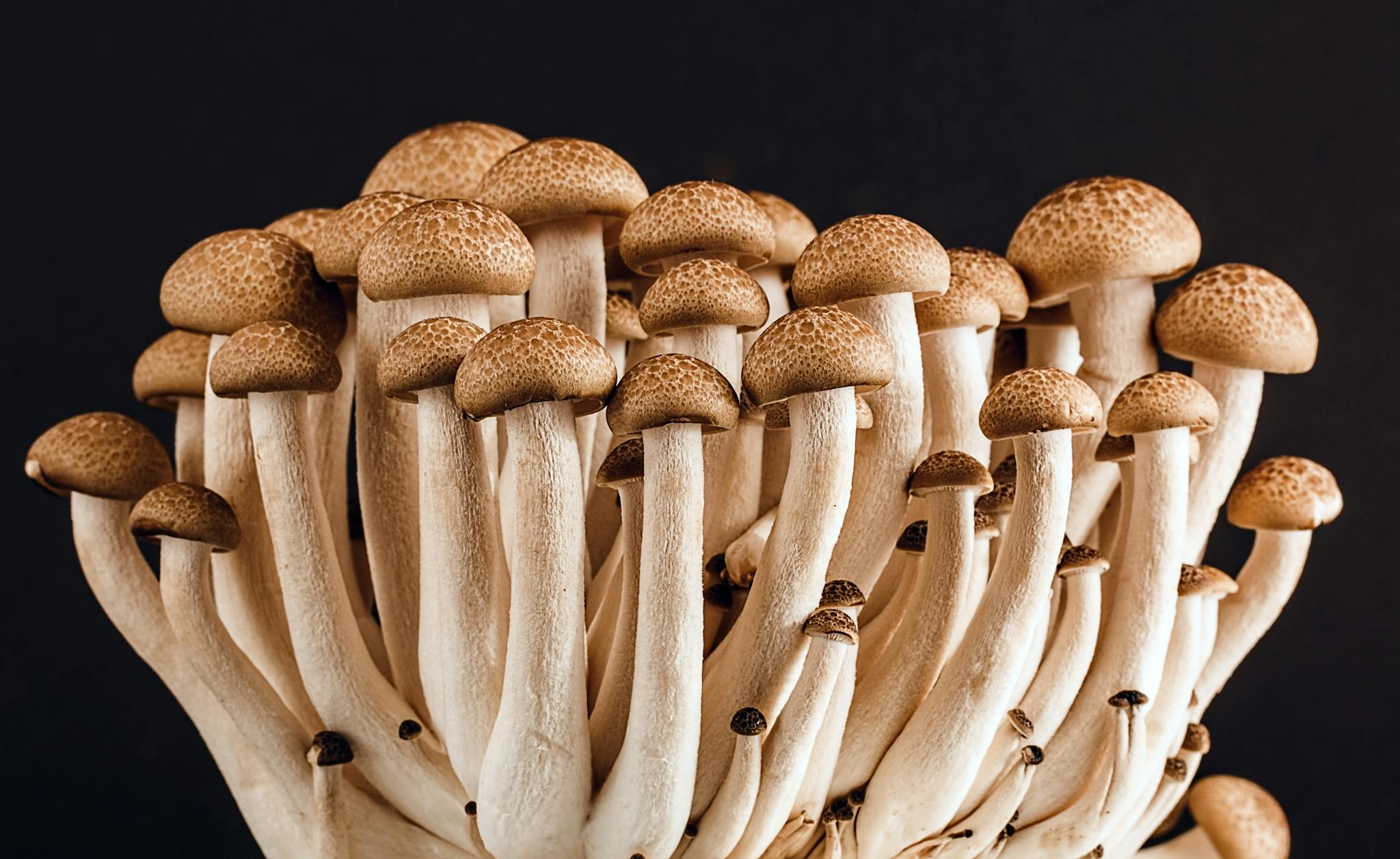 Mastering the Art: How to Cook Beech Mushrooms to Perfection
