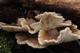A Guide to the Different Types of Oyster Mushrooms