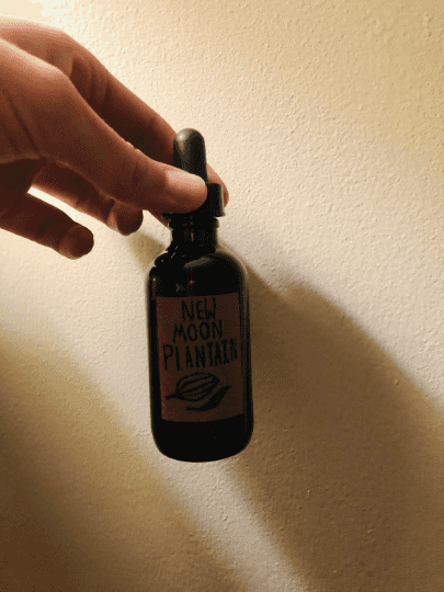 wild foraged plantain tincture- leaf + root tinctured fresh - Buy ...