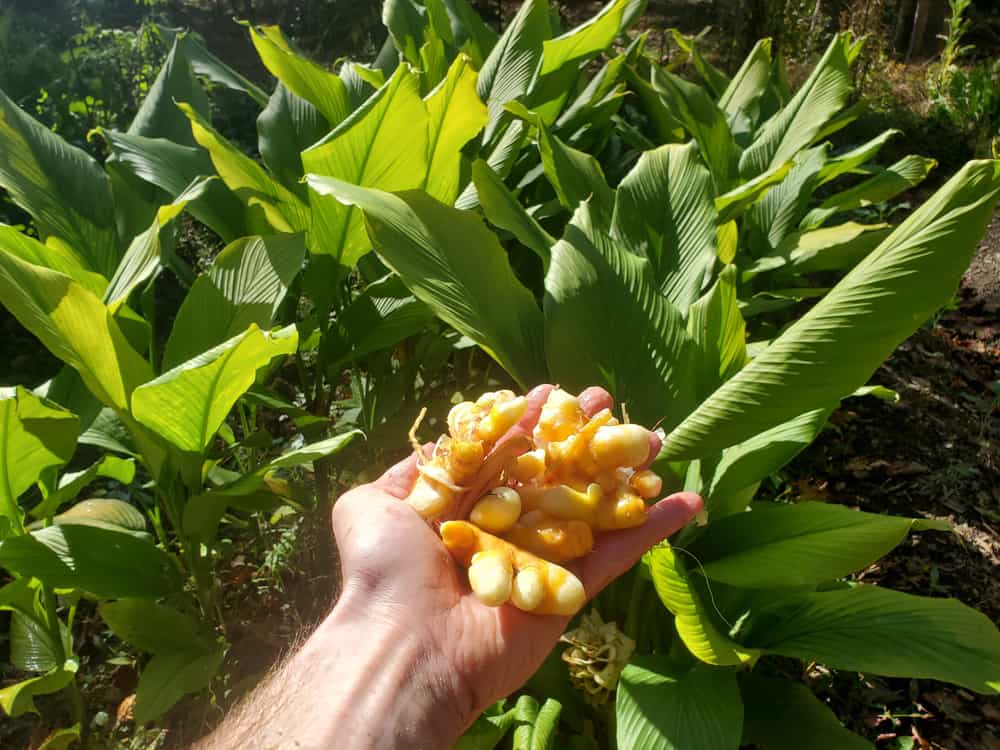 Organic Turmeric Root - 1 lb (USA grown) - Buy Online | Foraged