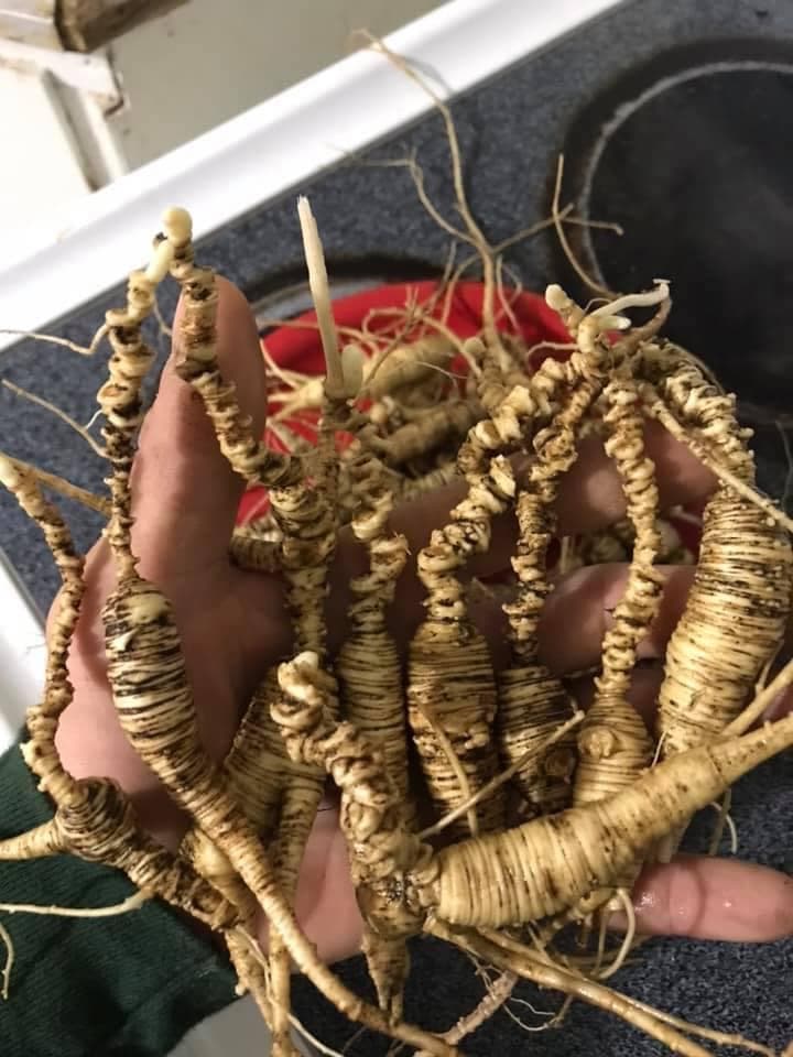 Vermont Wild American Ginseng root Extract 1fl Oz dropper - Buy Online ...